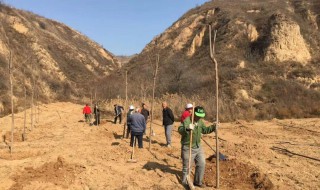 荒山栽樹保濕保成活的方法 荒山植樹保成活的方法