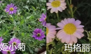 姬小菊和玛格丽特的区别主要有哪些（姬小菊和蓝玛格丽特区别）