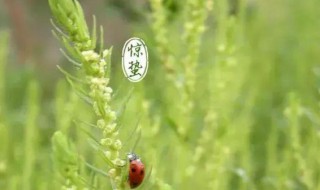 惊蛰节气养生要注意哪些（惊蛰节气养生要注意哪些事项）