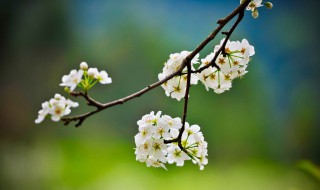 梨树抹芽方法和技巧 梨树抹芽方法和技巧图片