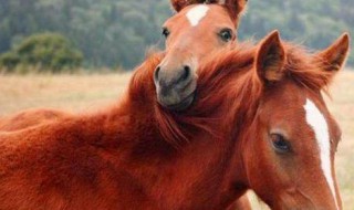 驅(qū)使千里馬的正確方法 驅(qū)使千里馬的正確方法是什么