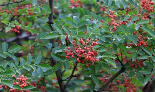 花椒树修剪方法 花椒树修剪方法视频