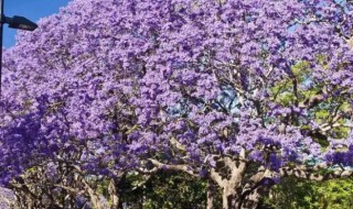 蓝花楹怎么种植（蓝花楹怎么种植?）