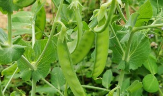 豌豆種植技術(shù)與管理（豌豆種植技術(shù)與管理視頻）