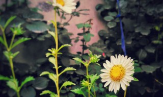 蜂室花种子的种植方法 蜂室花种子的种植方法