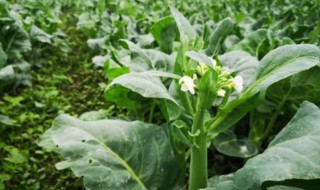 芥兰菜种植时间和方法 芹菜的种植方法和时间