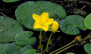 水上烟花浮萍怎么养（水上烟花浮萍好养吗）