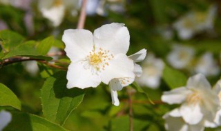 茉莉什么时候季节开 茉莉什么季节开?