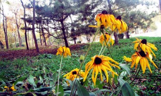 野葵什么時(shí)候開花（野葵花怎么種植）