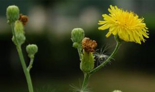 野生蒲公英几月份开花（野生蒲公英花什么时候采摘好）