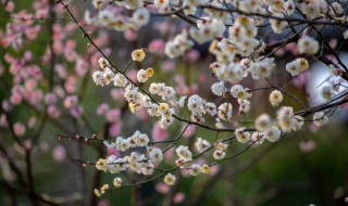 梅花一般是哪个季节开（梅花一般哪个季节开花）