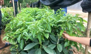 牛油果核怎么種盆栽 牛油果的種植與栽培