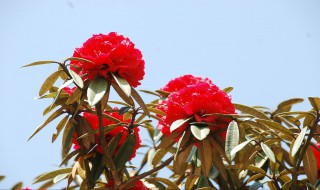 马樱花移栽后开花吗（马樱花移栽后开花吗怎么养）