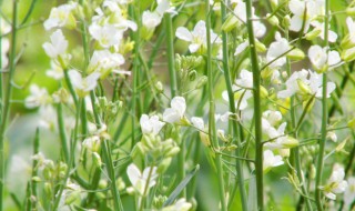 油菜花開(kāi)花時(shí)能不能澆水 油菜花開(kāi)花時(shí)能不能澆水施肥