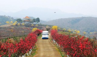 仙跡桃花島什么時候開花 桃花仙島在哪里