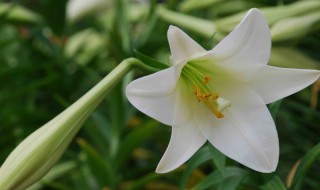 百合花種土里可以反復(fù)開花么（百合花在土里開花可以開多久）