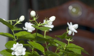 香水茉莉什么時(shí)候開（香水茉莉何時(shí)開花）