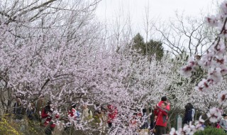 出自桃花源记的成语（出自桃花源记的成语故事）