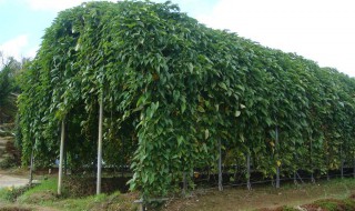 野生山药什么时候种植好（野生山药什么时候种植好呢）