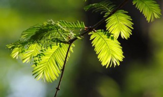 水杉是我國珍稀植物嗎 水杉是我國珍稀植物嗎為什么