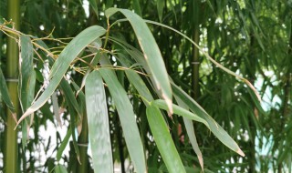 夏威夷竹最佳修剪方法 夏威夷竹最佳修剪方法图解