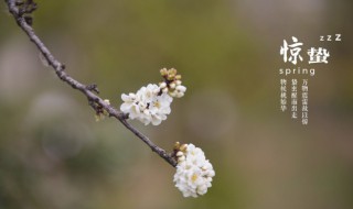 二十四节气里惊蛰的蛰是什么意思（二十四节气里惊蛰的蛰是什么意思蚂蚁庄园）