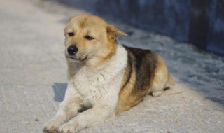 田園犬怎么挑選 田園犬怎么挑選最好