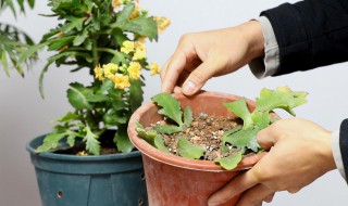 花木生根嫁接方法（花木生根嫁接方法有哪些）