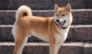 中華田園犬訓(xùn)練方法 中華田園犬訓(xùn)練方法有哪些