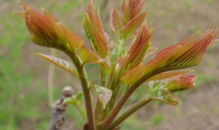 庭院香椿种植方法（庭院种香椿树的忌讳）