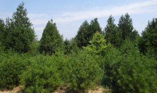 白皮松树的种植方法（白皮松种植技术）