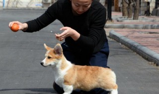 狗舍搭建技巧（狗舍搭建技巧圖解）