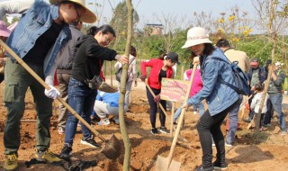 第一個(gè)植樹(shù)節(jié)是哪一年（第一個(gè)植樹(shù)節(jié)在幾年）