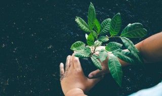 中国植树节节徽的意义是什么 中国植树节节徽标志