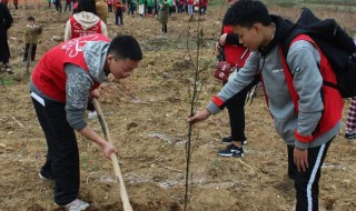 植樹節(jié)適合種什么樹（植樹節(jié)適合種什么樹苗在花盆里）