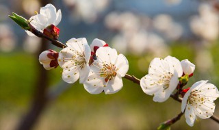 梅花可以做什么食物 梅花可以做什么食物?