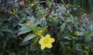 法國茉莉什么時候開花 法國茉莉什么時候開花的