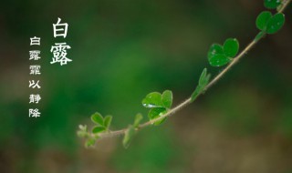 白露时节如何养生（白露时节如何养生的问答题）