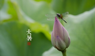 大暑节气怎样养生 大暑节气饮食养生