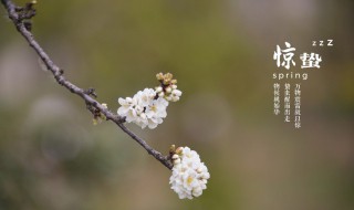 惊蛰节气养生短信大合集（惊蛰节气养生图片）