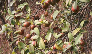 油茶一亩可产多少茶籽（油茶一亩可产多少茶籽呢）