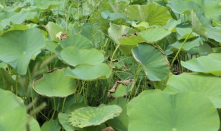 水培荷花的养殖方法是什么呢（水培荷花的养殖方法是什么呢视频）