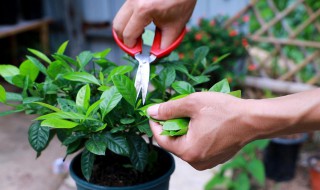 栀子花的繁殖方法（栀子花的繁殖方法视频教程）