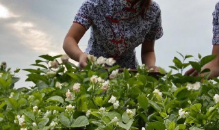 茉莉花怎样栽培 茉莉花怎样栽培成活率高