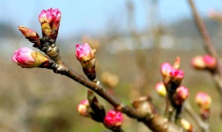 樱桃开花了可以剪枝吗 樱桃开花了可以剪枝吗图片