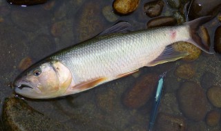 釣青魚用什么魚竿好 釣青魚用什么魚竿釣最好