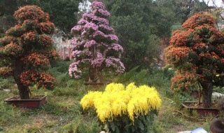 什么树可以嫁接菊花（什么植物可以嫁接菊花）