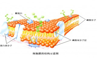 細(xì)胞膜蛋白的特點(diǎn)和作用 細(xì)胞膜蛋白的主要功能