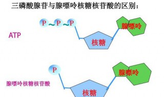 植物光合作用中ATP的生成场所（光合作用中atp的形成部位）