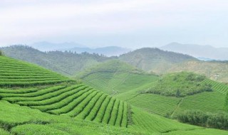 新茶葉什么時候能生產 新茶葉幾月份下來